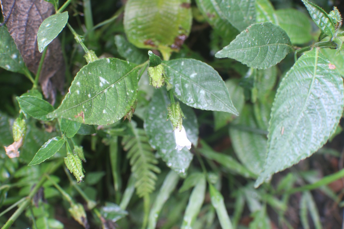 Strobilanthes thwaitesii T.Anderson